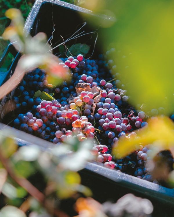 Studio Leonardo SRL Azienda Agricola Roberto Sarotto 1