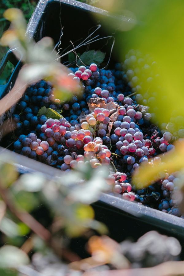 Studio Leonardo SRL Azienda Agricola Roberto Sarotto 4