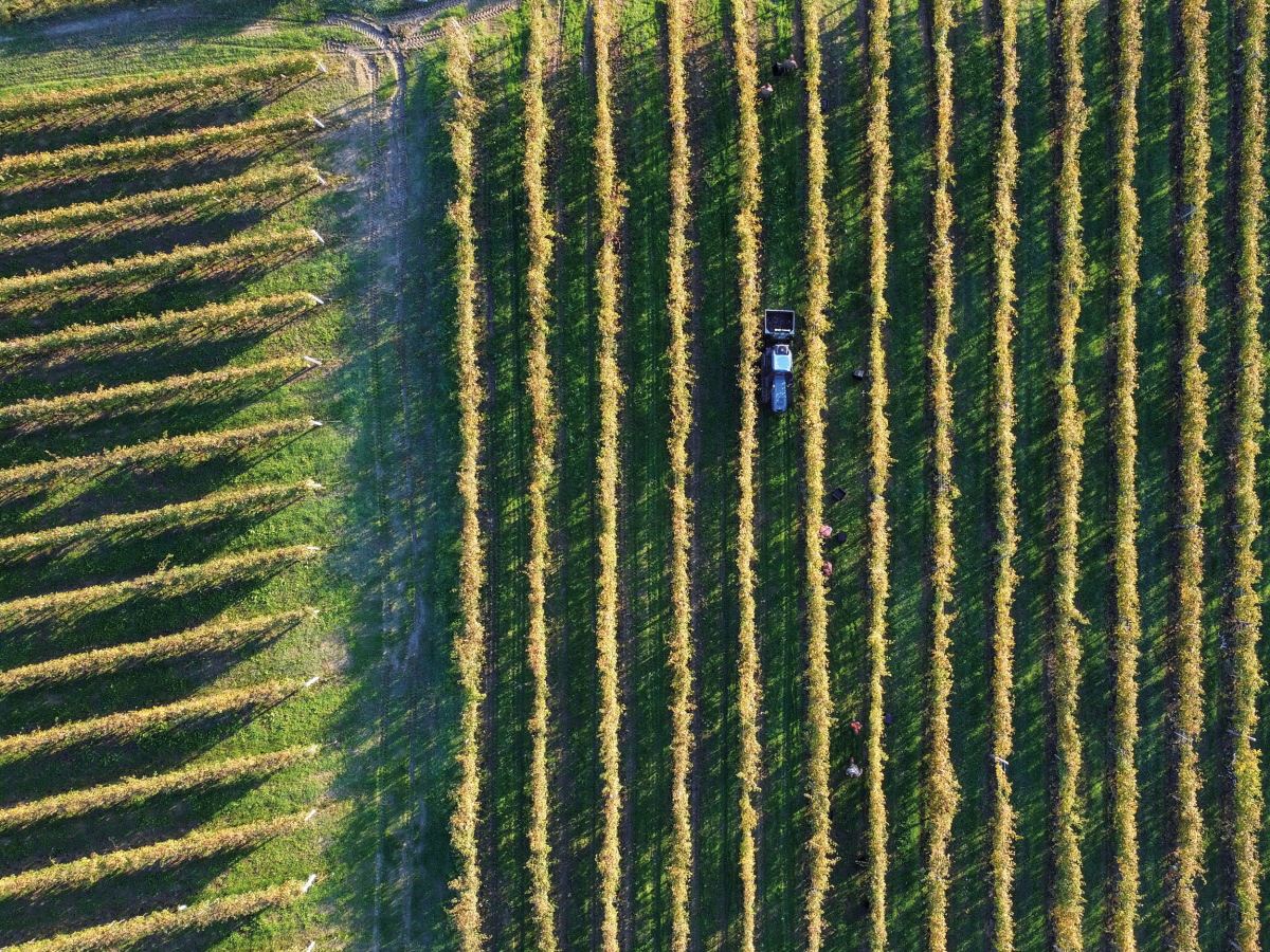 Studio Leonardo SRL Azienda Agricola Roberto Sarotto 5