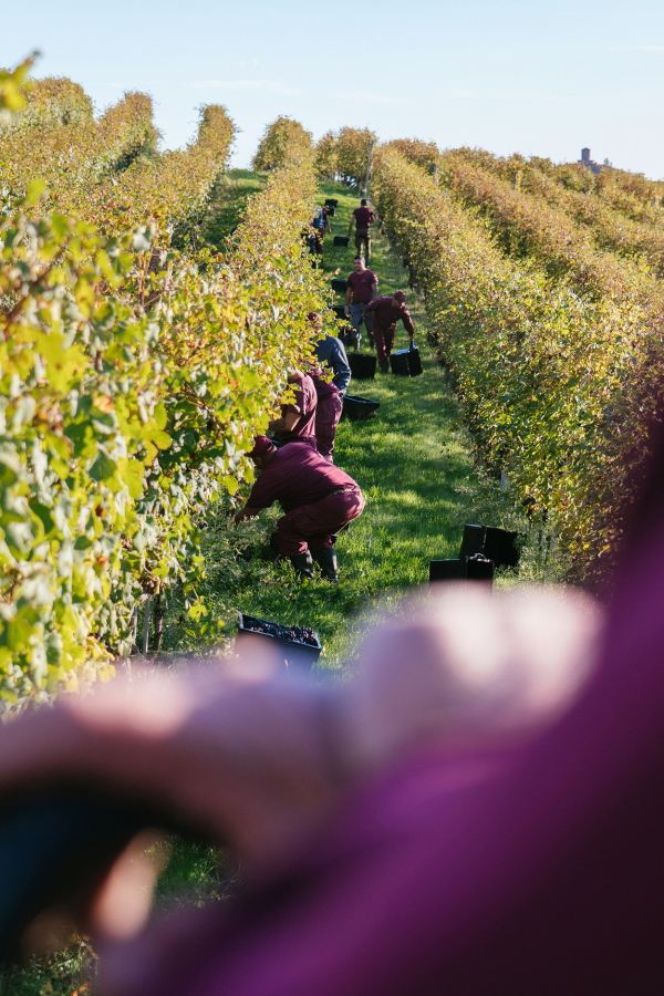 Studio Leonardo SRL Azienda Agricola Roberto Sarotto 6