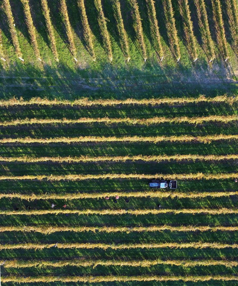 Studio Leonardo SRL Leonsafety 1