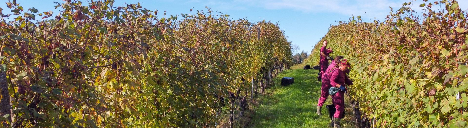 Studio Leonardo SRL Leonsafety 2