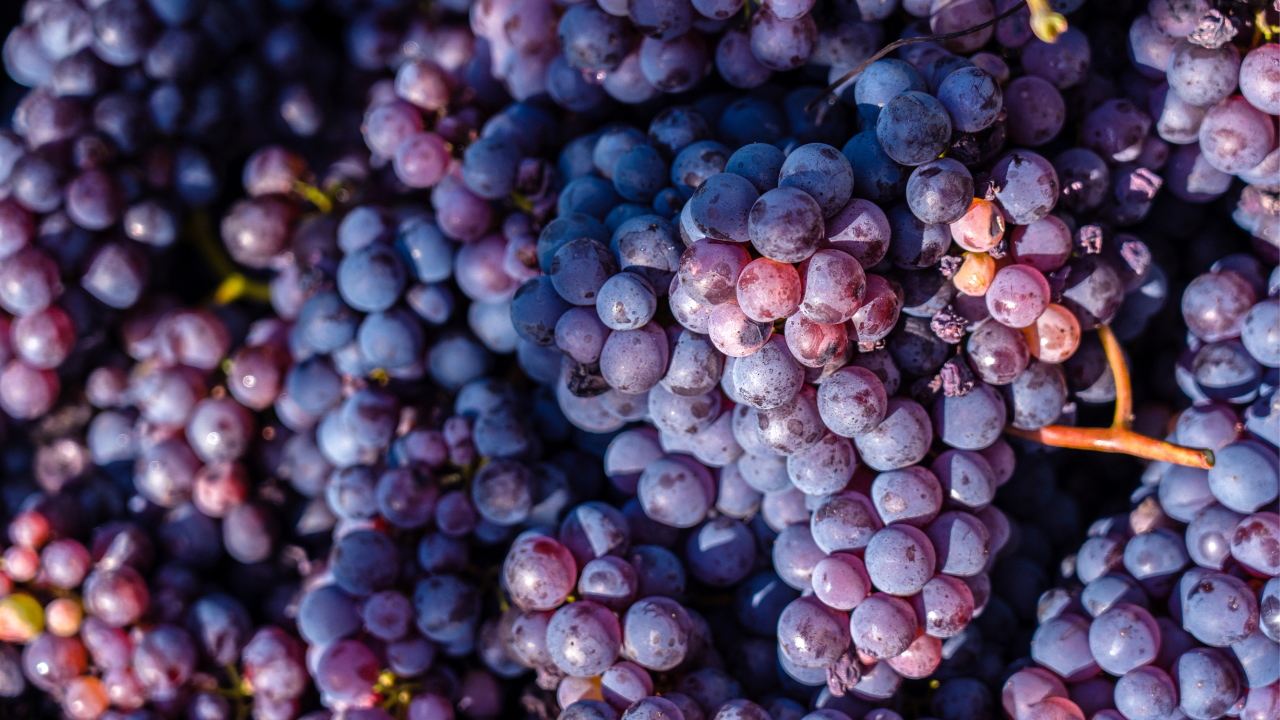 Studio Leonardo SRL Leonsafety 3